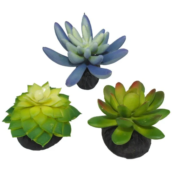 - ​​Pet toys under    yuanKomodo Plant Succulents 3pk